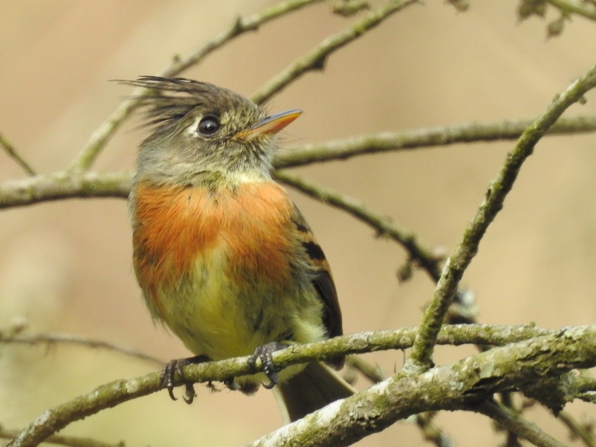 Belted Flycatcher - ML635487819