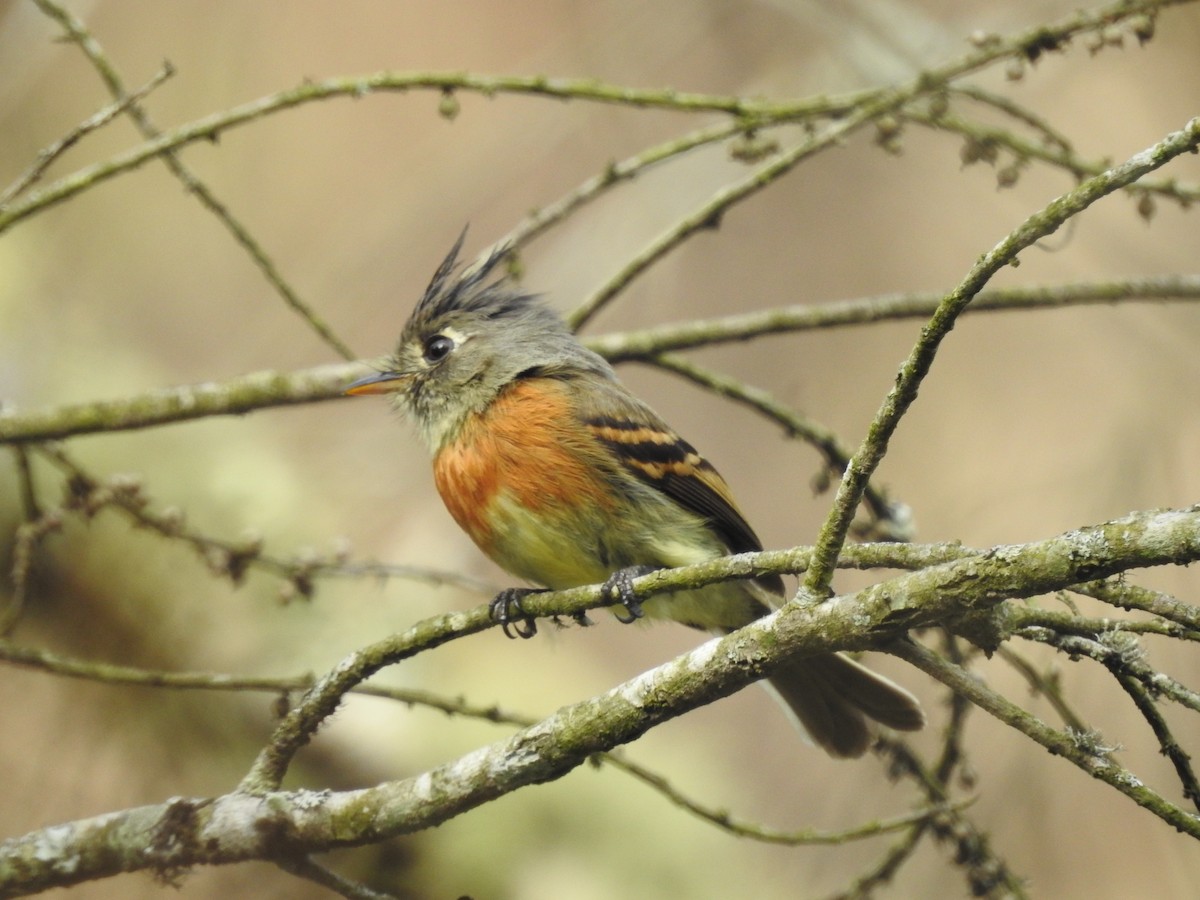 Belted Flycatcher - ML635487821