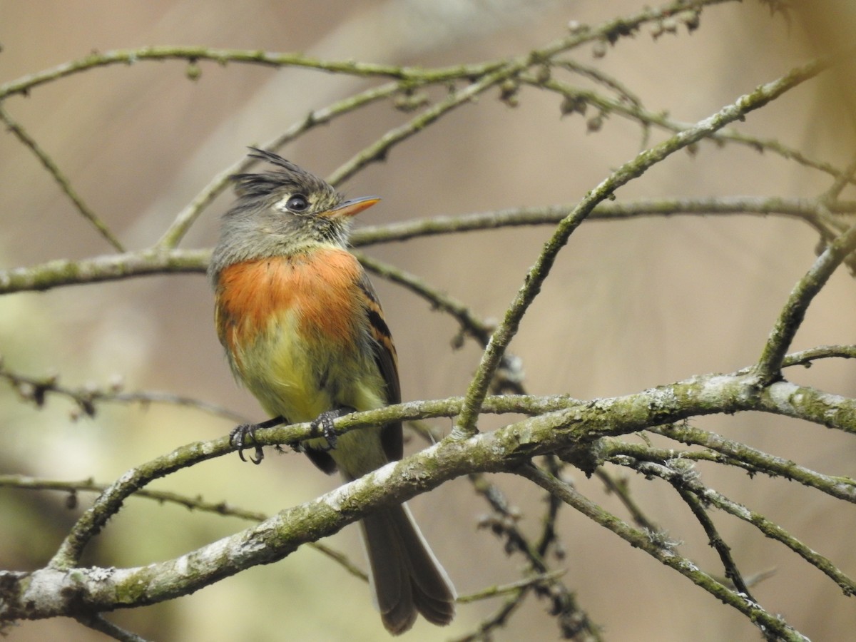 Belted Flycatcher - ML635487822