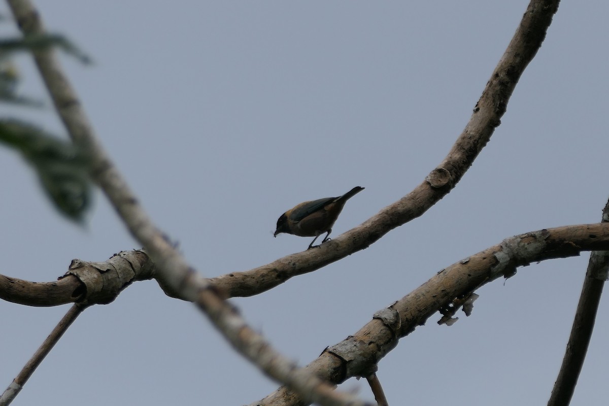 Lesser Antillean Tanager (Grenada) - ML635487862