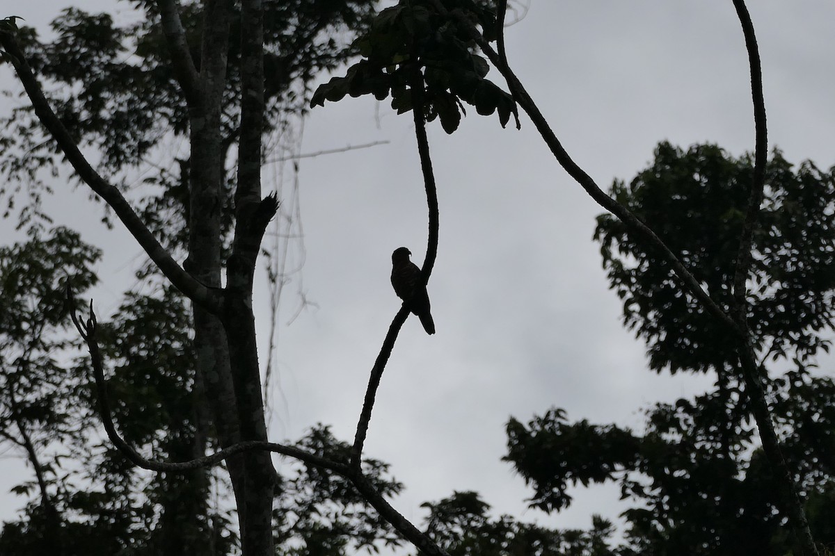 Hook-billed Kite (Grenada) - ML635487990