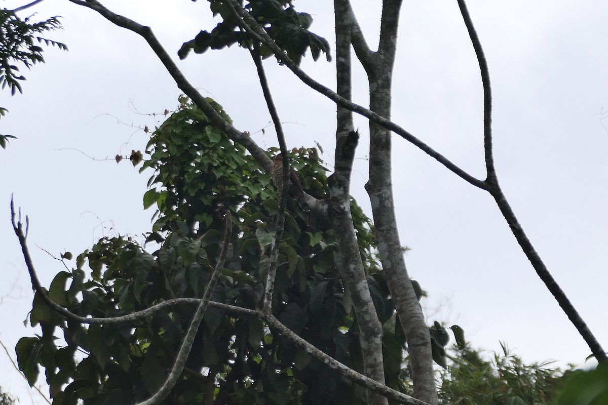 Hook-billed Kite (Grenada) - ML635487991