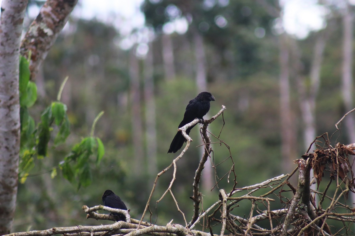 Smooth-billed Ani - ML635488004