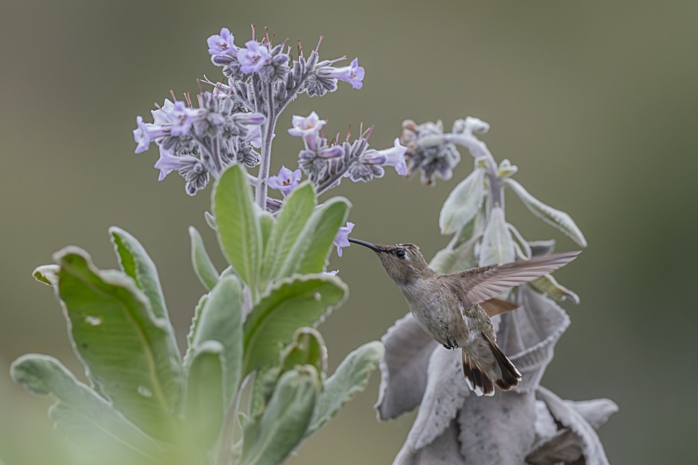 Costa's Hummingbird - ML635488032