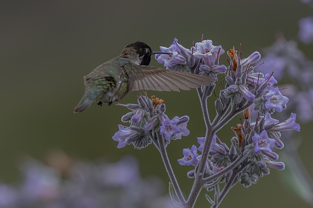 Costa's Hummingbird - ML635488033