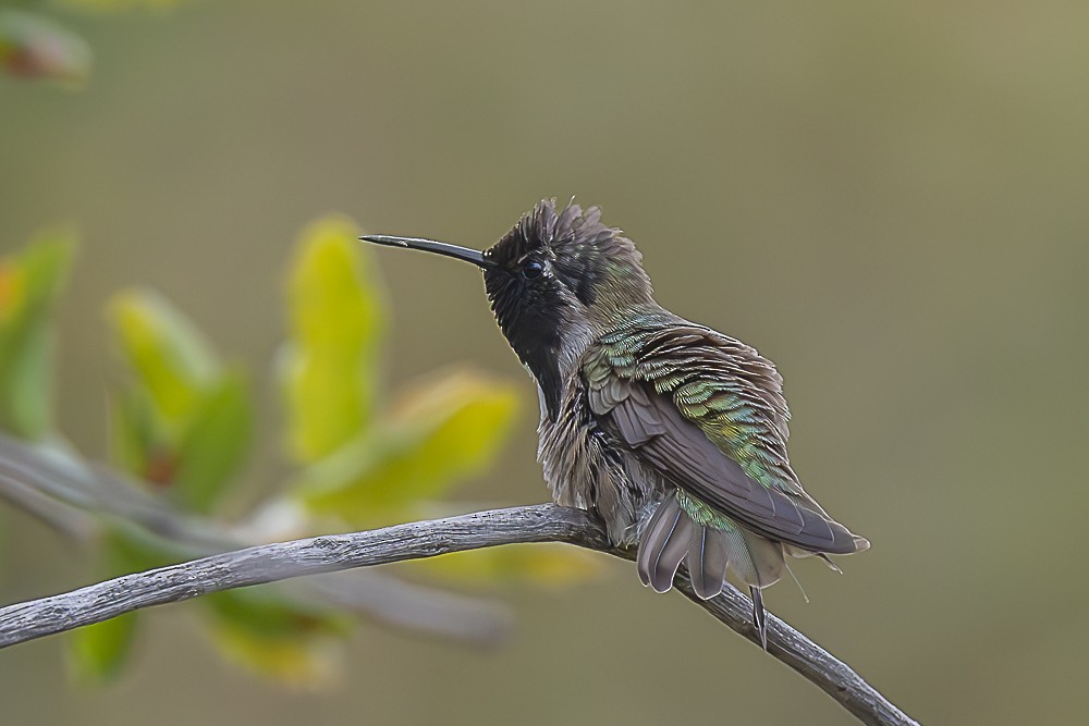 Costa's Hummingbird - ML635488034