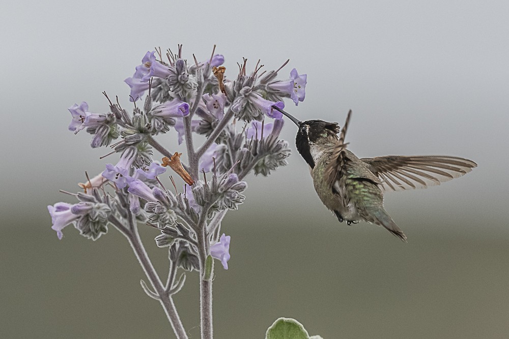 Costa's Hummingbird - ML635488035