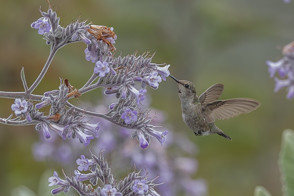 Costa's Hummingbird - ML635488036