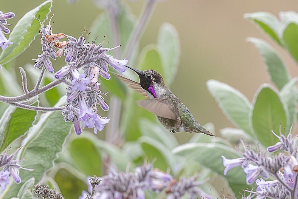 Costa's Hummingbird - ML635488037