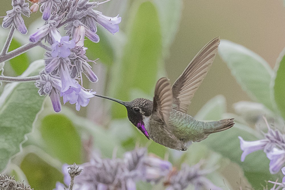 Costa's Hummingbird - ML635488038