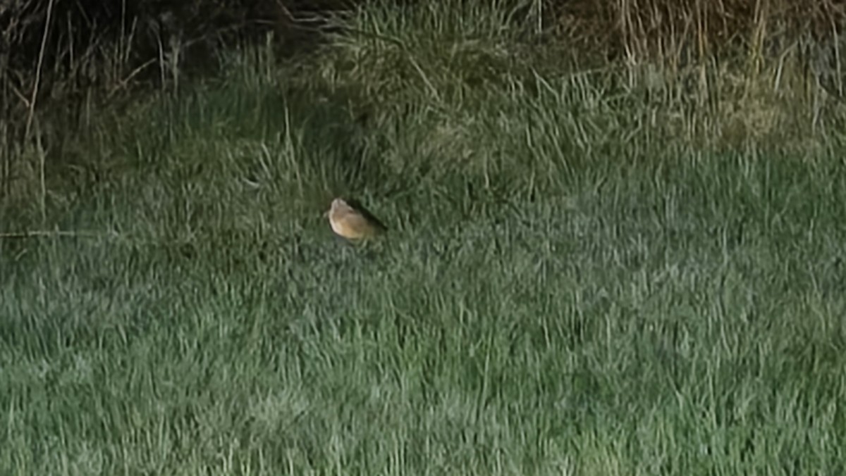 American Woodcock - ML635488063