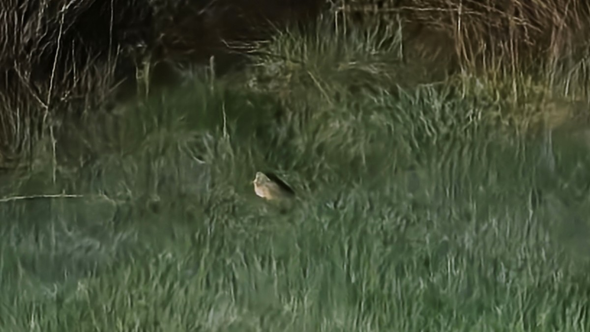 American Woodcock - ML635488071