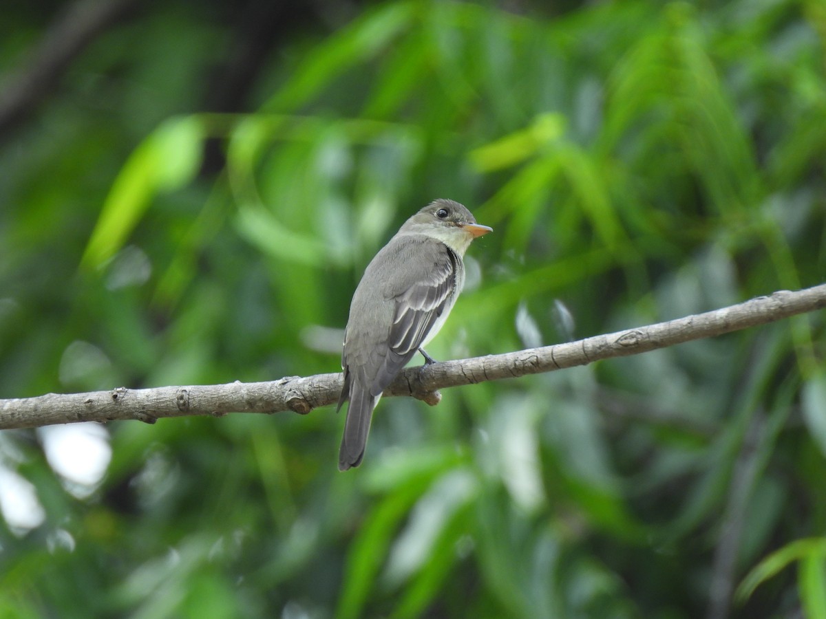 Eastern Wood-Pewee - ML635488103