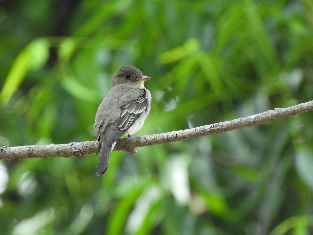 Eastern Wood-Pewee - ML635488109
