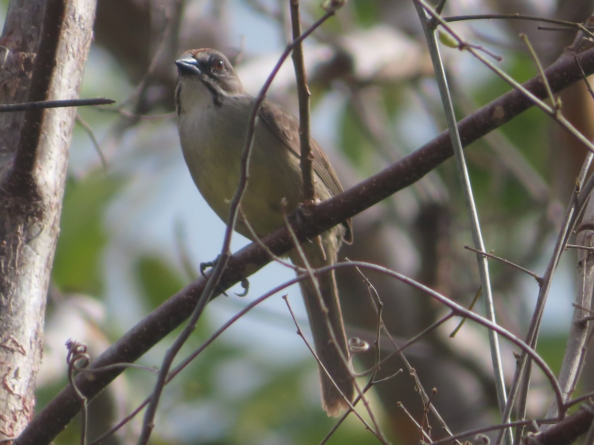 Zapata Sparrow - ML635488227