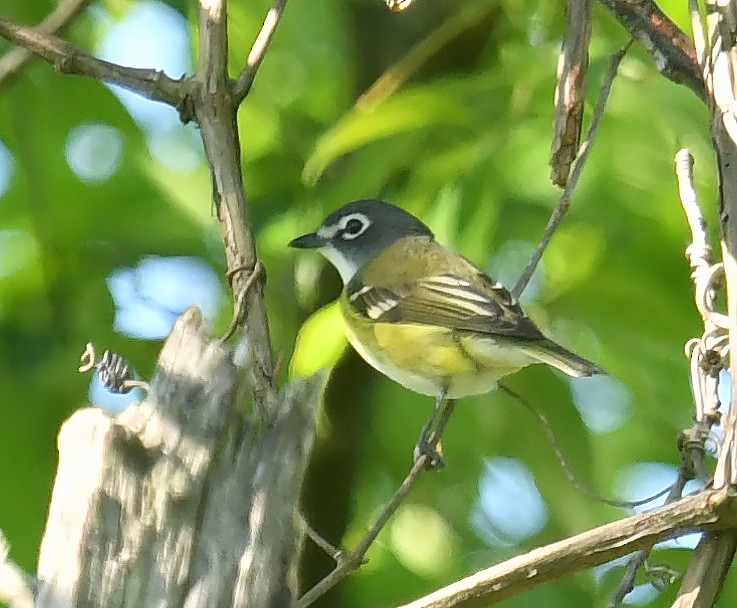 Blue-headed Vireo - ML635488229