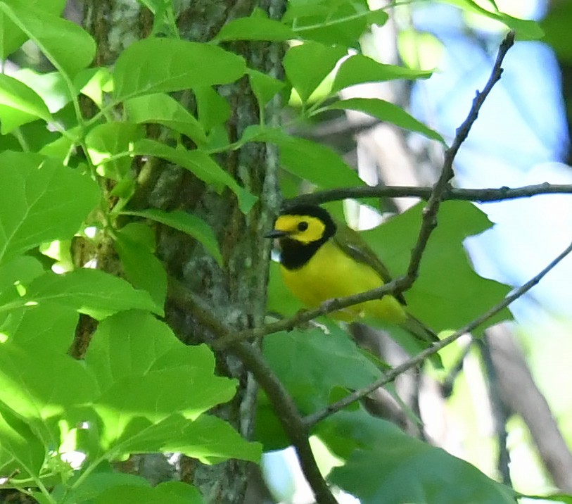 Hooded Warbler - ML635488246