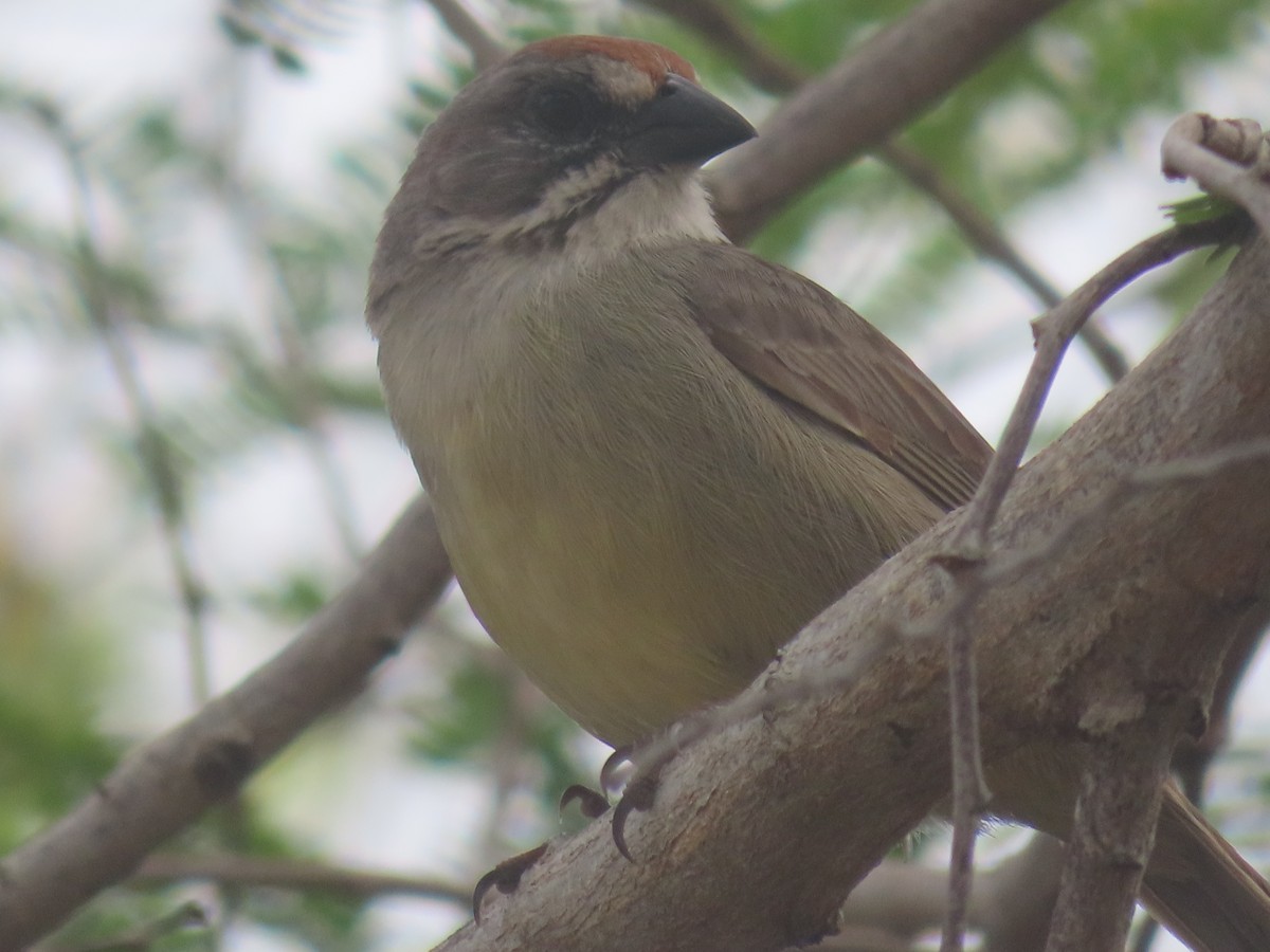 Zapata Sparrow - ML635488251