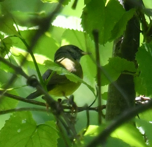 Mourning Warbler - ML635488259