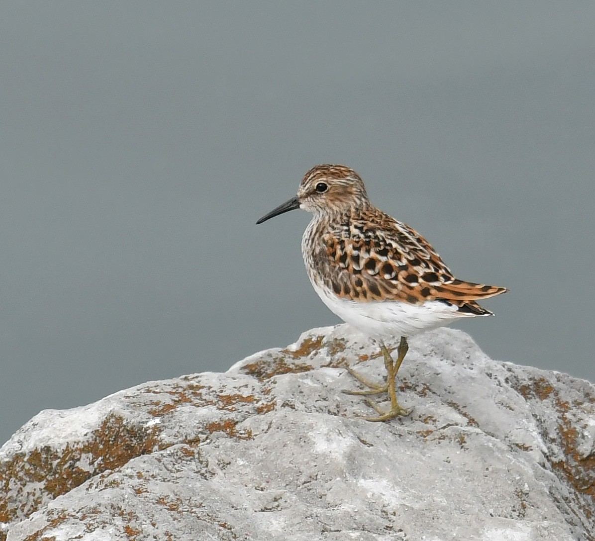Least Sandpiper - ML635488283