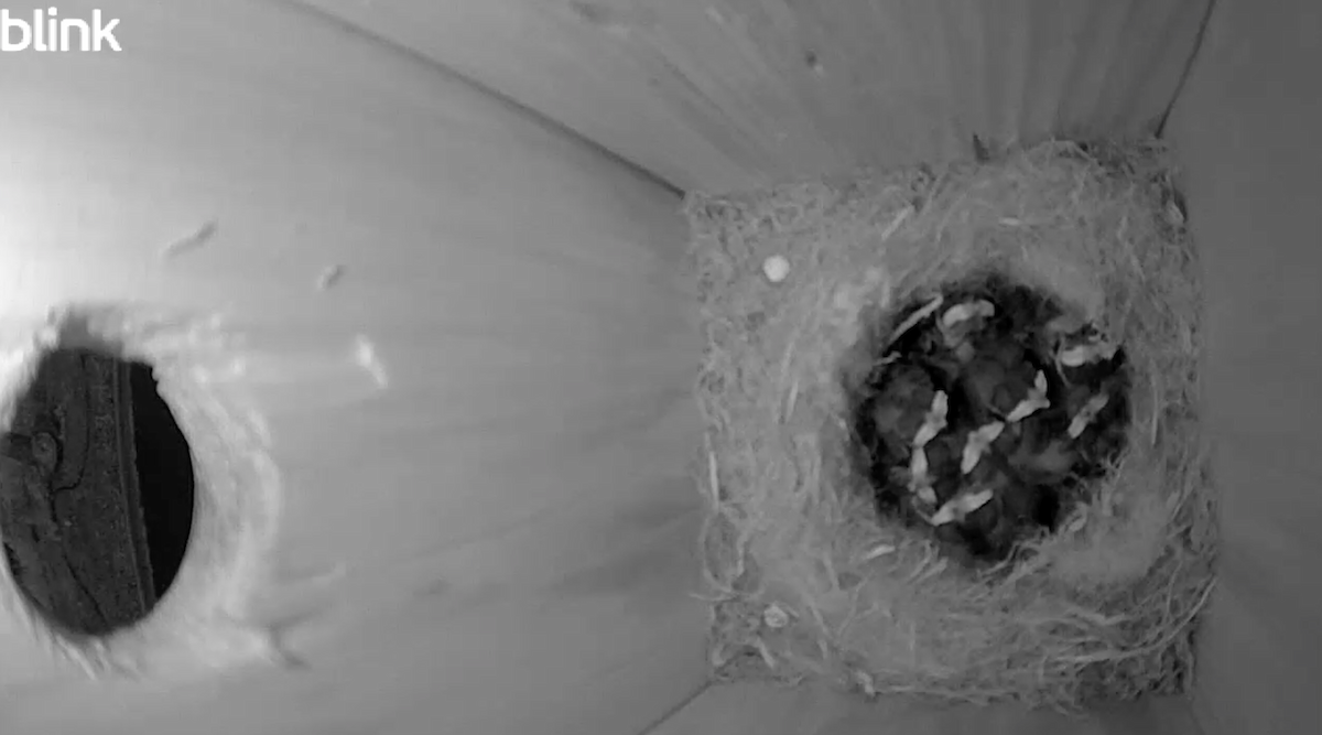 Mésange à tête noire - ML635488333