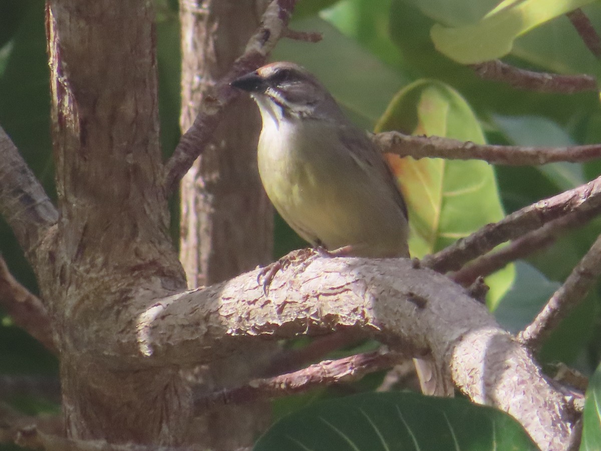 Zapata Sparrow - ML635488381