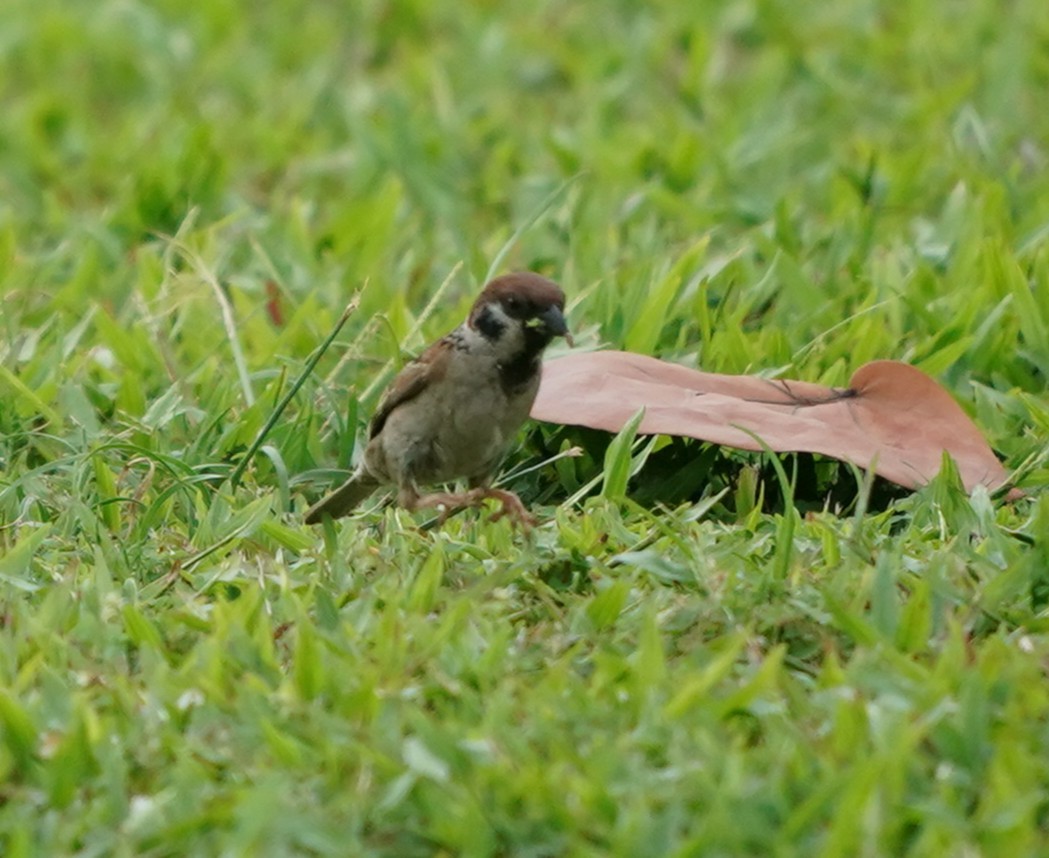 Eurasian Tree Sparrow - ML635488619