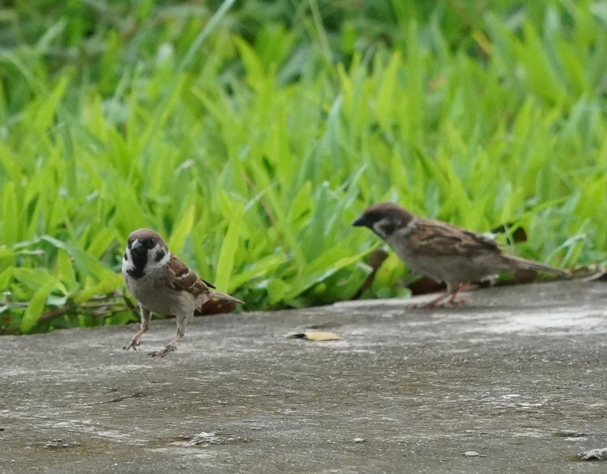 Eurasian Tree Sparrow - ML635488620