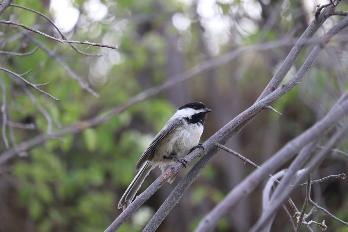 Mésange à tête noire - ML635488640