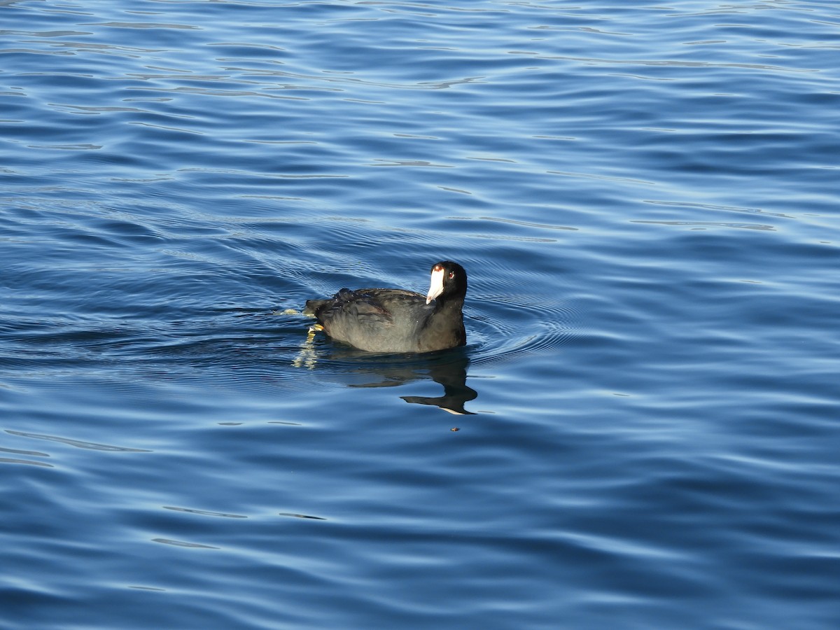 American Coot - ML635488680