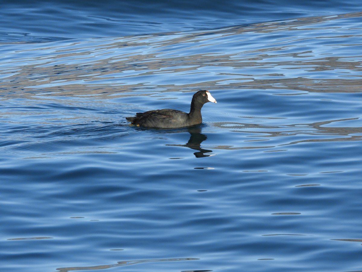 American Coot - ML635488681