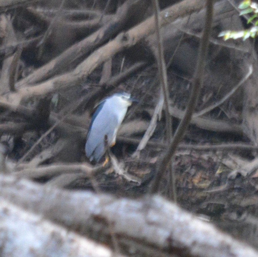 Black-crowned Night Heron - ML635488689