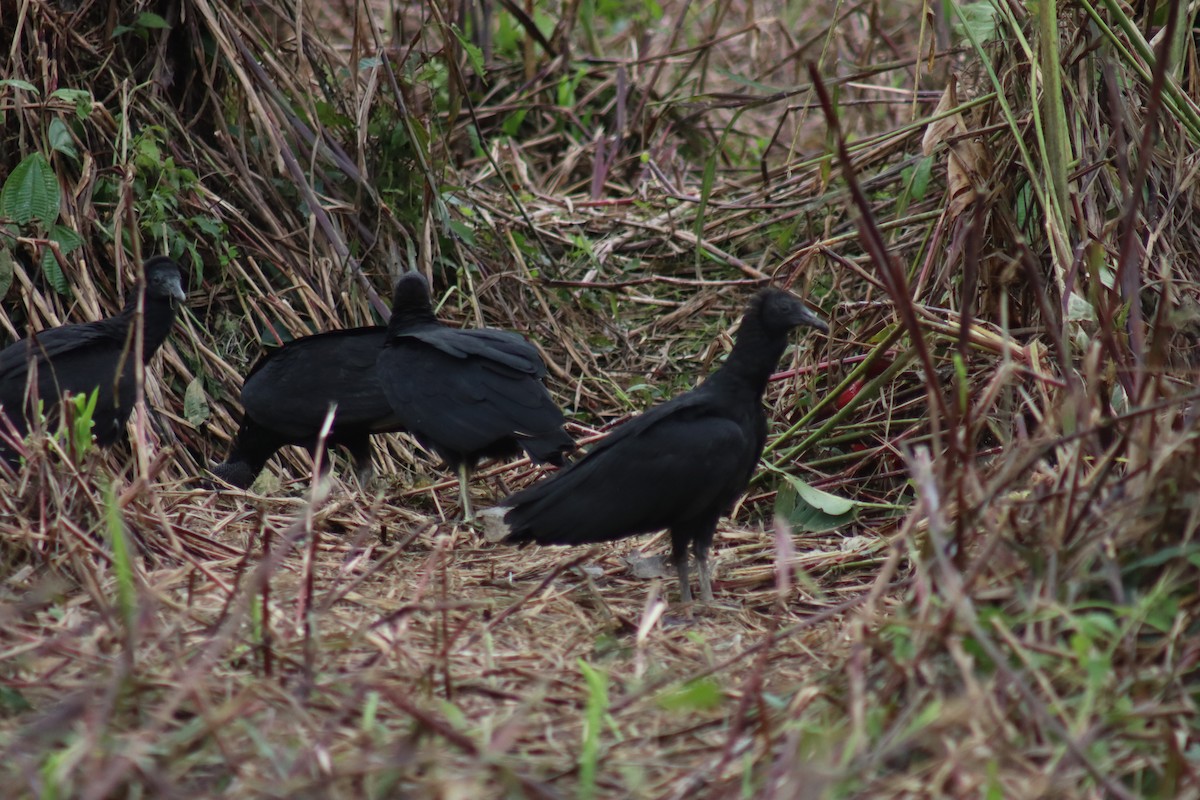 Black Vulture - ML635488691