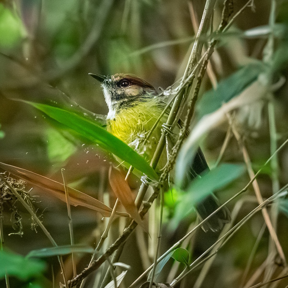 Rufous-crowned Tody-Flycatcher - ML635488693