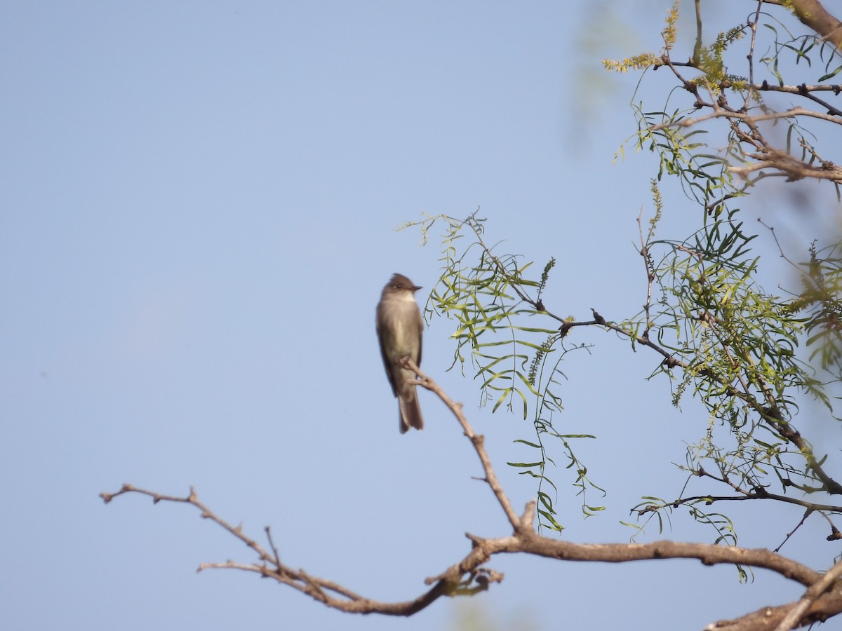 Western Wood-Pewee - ML635488707