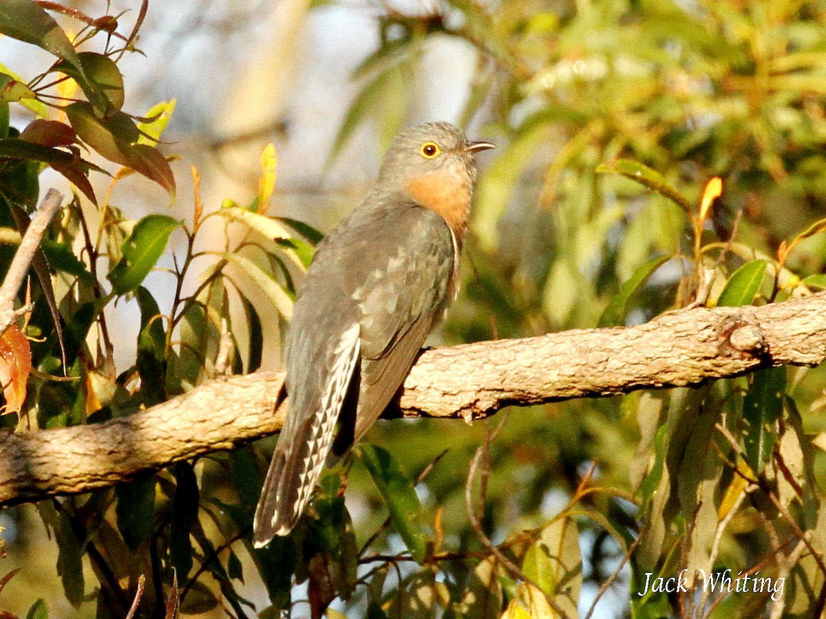 Fan-tailed Cuckoo - ML63548871