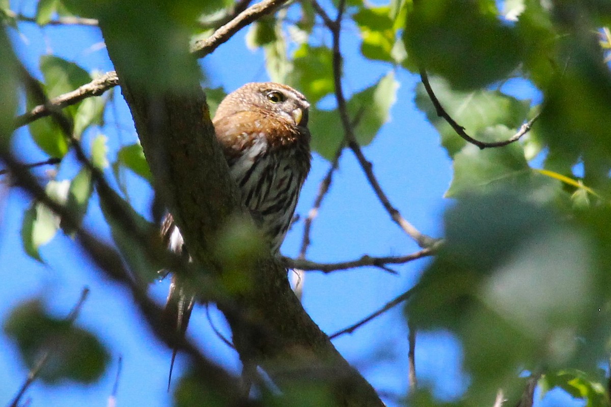 Northern Pygmy-Owl - ML635488719