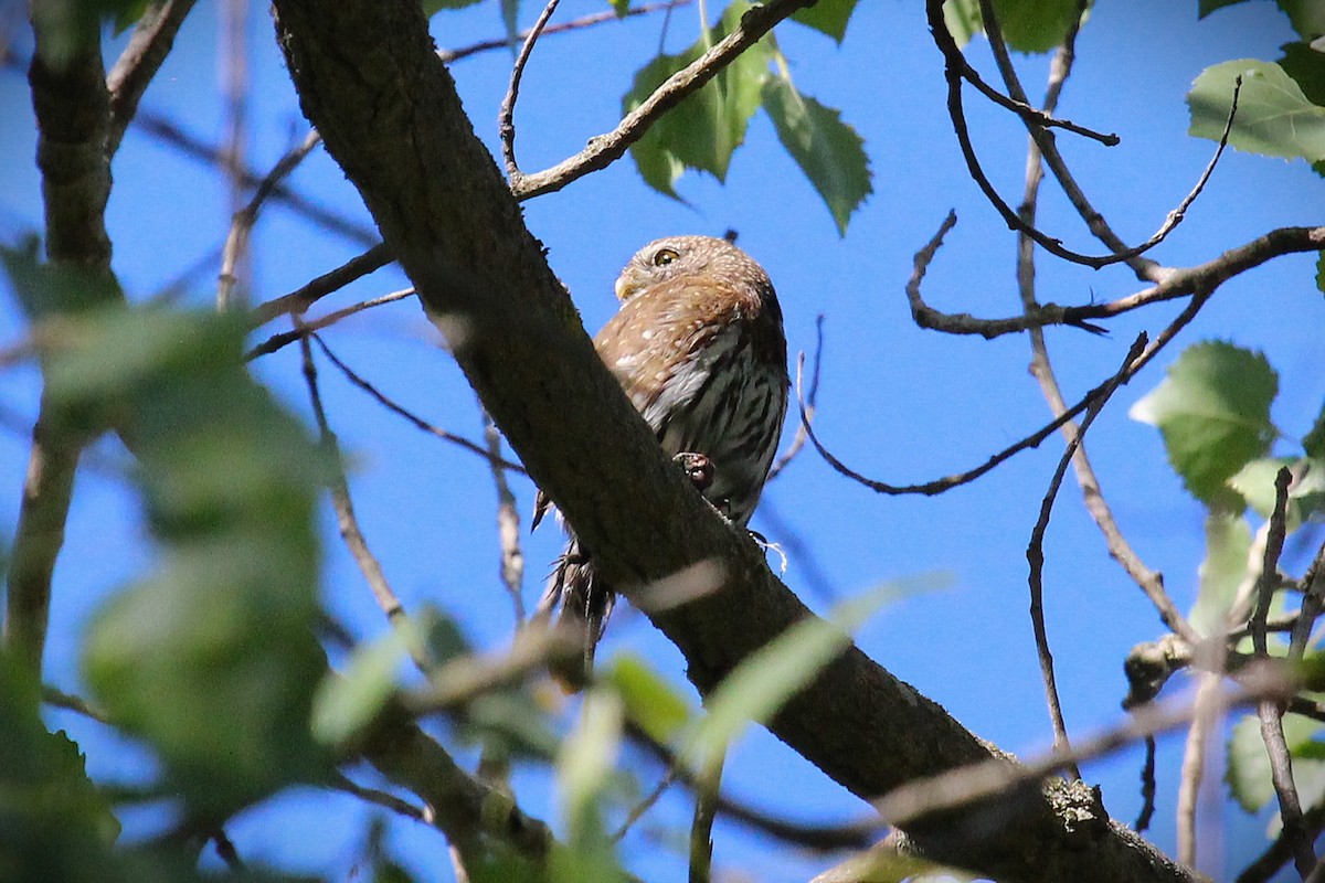 Northern Pygmy-Owl - ML635488720