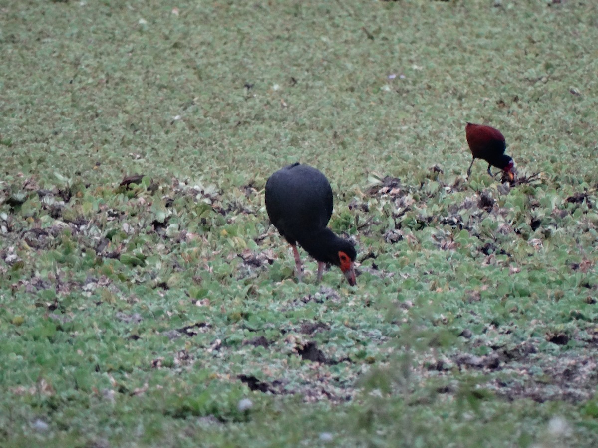 Sharp-tailed Ibis - ML635488727