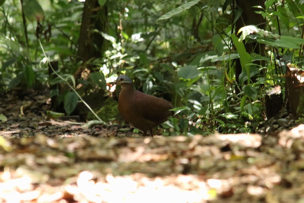Chiriqui Quail-Dove - ML635488733