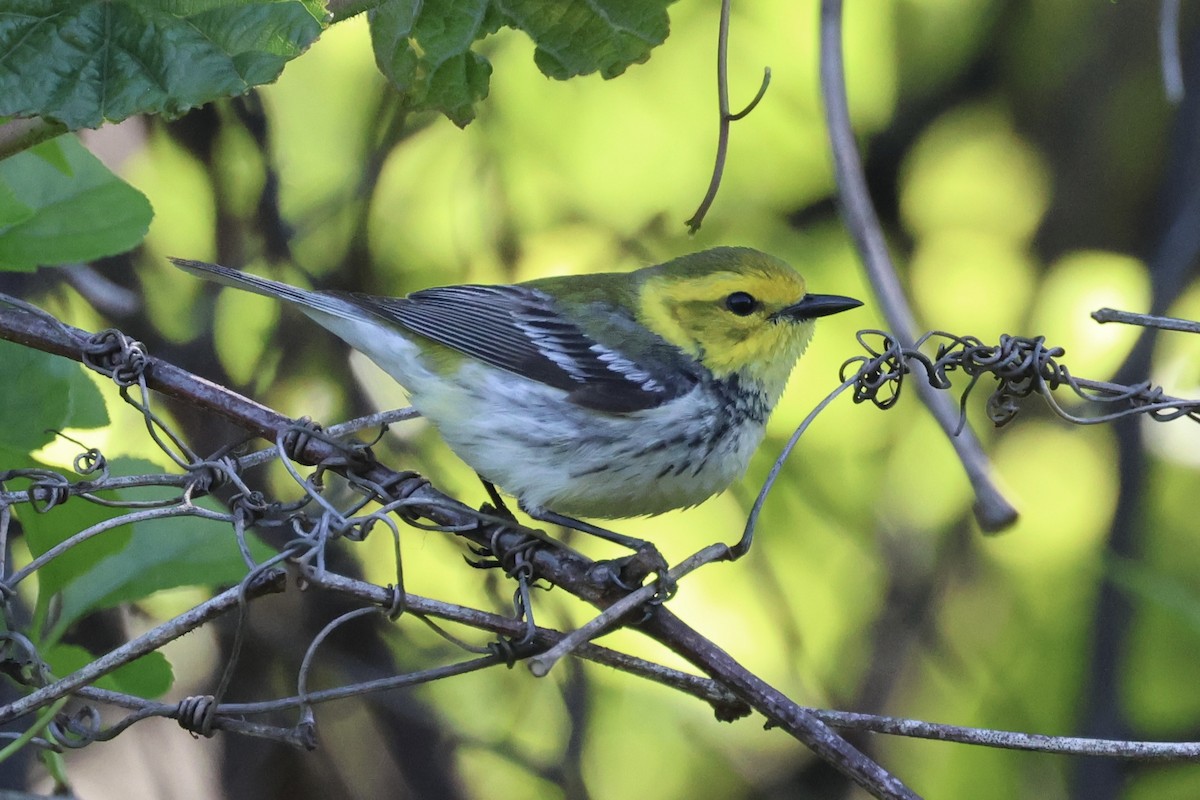 Black-throated Green Warbler - ML635488734
