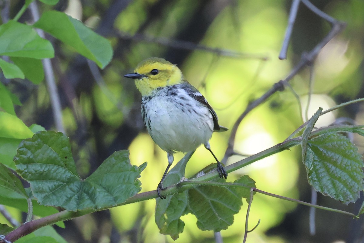 Black-throated Green Warbler - ML635488735