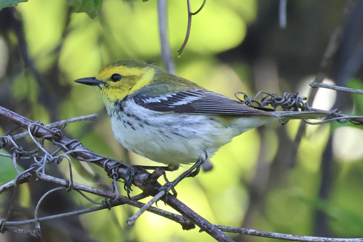 Black-throated Green Warbler - ML635488736