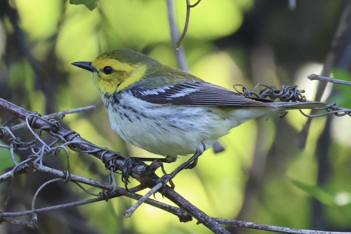 Black-throated Green Warbler - ML635488737