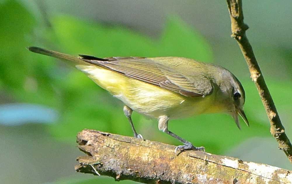Philadelphia Vireo - ML635488798