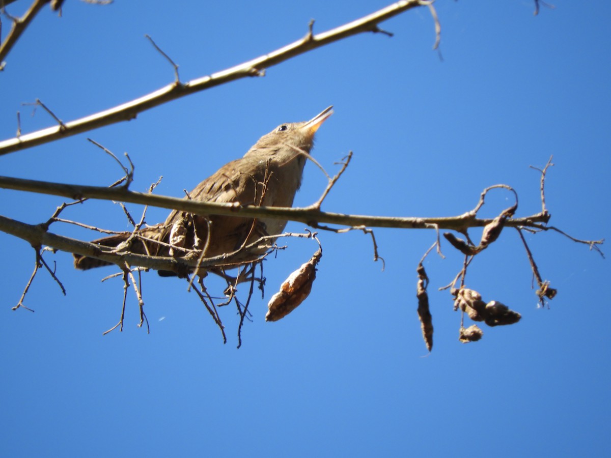 Southern House Wren - ML635488815