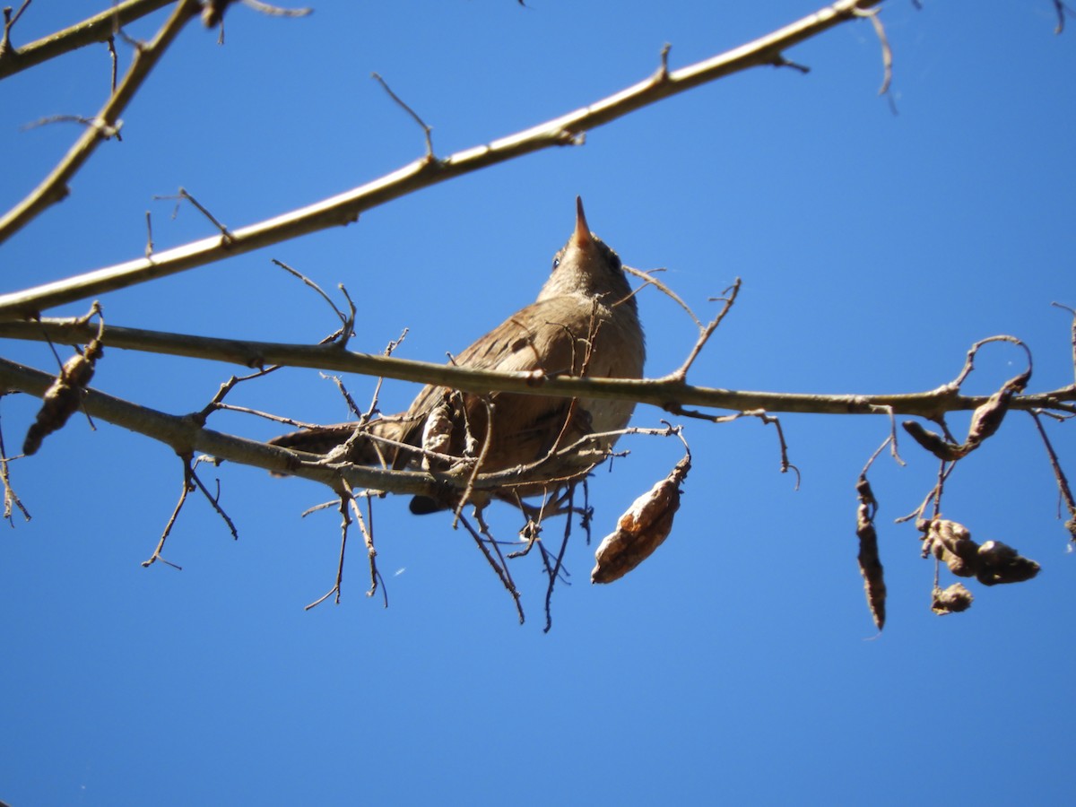 Southern House Wren - ML635488816