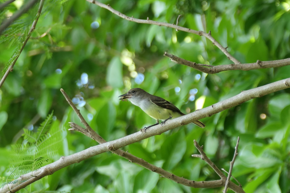 Grenada Flycatcher - ML635488823