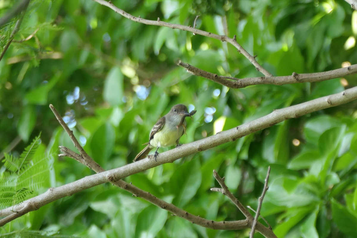Grenada Flycatcher - ML635488824
