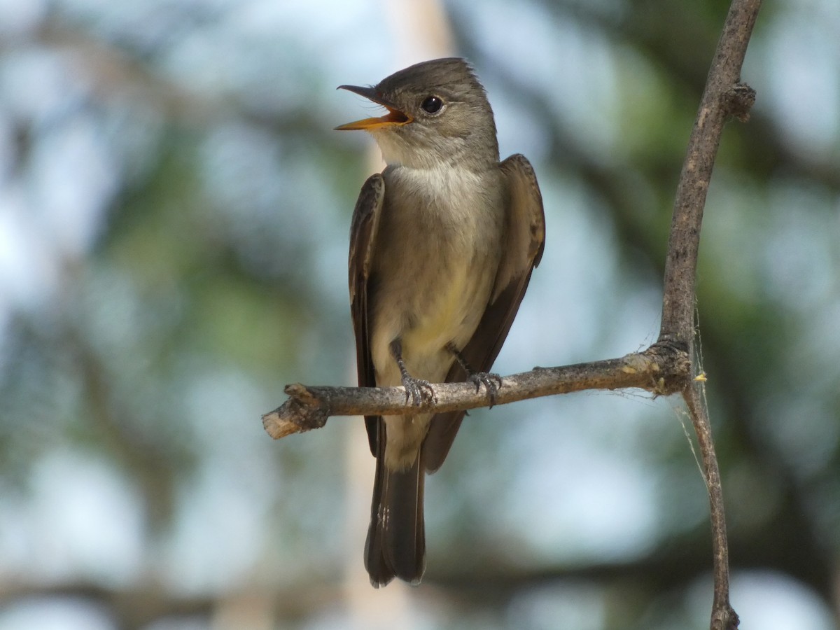 Western Wood-Pewee - ML635488936